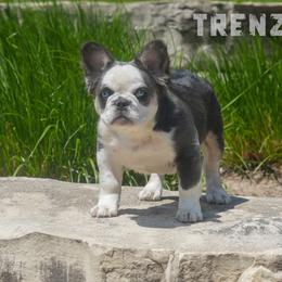 Trenz - French Bulldog