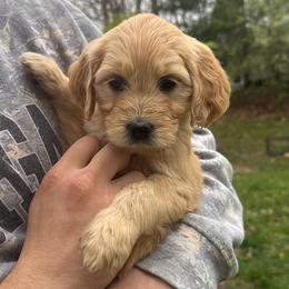 Aussiedoodle and Goldendoodle Puppies from Classic City Doodles