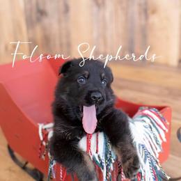 German Shepherd Puppies from Vom Folsom Haus Shepherds