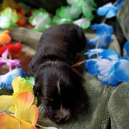 Hank (orange collar) - Black tri-color male Australian Shepherd puppy in Okeechobee, Florida from Rothsolid Aussies