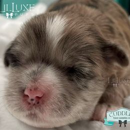 Morkie and Shorkie Puppies from Lil Luxe Pups