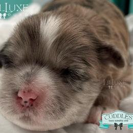 Morkie and Shorkie Puppies from Lil Luxe Pups