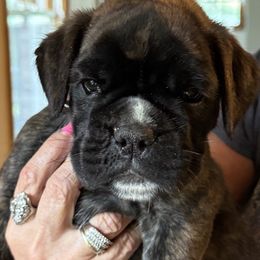 Zeus - Brindle male Boxer puppy in Bethel Park, Pennsylvania from Goodfella Boxers