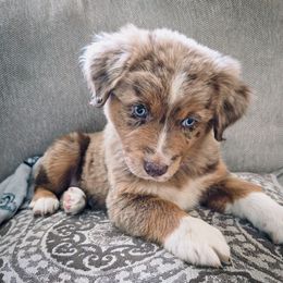 Hercules - Australian Shepherd puppy from L’ Aussies of the Carolinas
