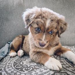 Hercules - Australian Shepherd puppy from L’ Aussies of the Carolinas