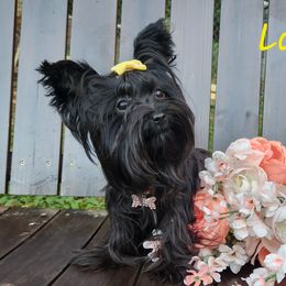 Lady - Yorkshire Terrier