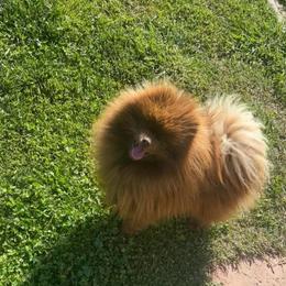 River - Chocolate male Pomeranian puppy in Visalia, California from Exotic_fresita_poms