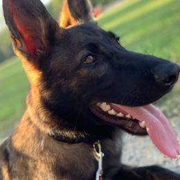 Dachshunds and German Shepherds from Chlex K9 Shepherds & Dachshunds