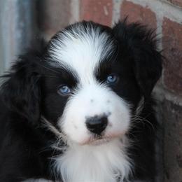 Australian Shepherd and Miniature Australian Shepherd Puppies from Canyon Creek Aussies
