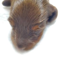 Boy 2 - Chocolate and tan male Dachshund puppy in Mountain Grove, Missouri from Callaway Country Dachshunds