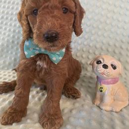 Goldendoodle Puppies from Aimee Schamback