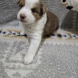 Girl 4 - Red merle female Miniature Australian Shepherd puppy in Bend, Oregon from Badlands Toy and Mini Aussies