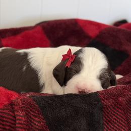 October - White and liver female English Springer Spaniel puppy in Tea, South Dakota from Mindy Haliburton