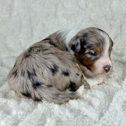 BMM8 - Blue merle male Aussiedoodle puppy in Prague, Oklahoma from Classic K9’s  Aussies & Doodles