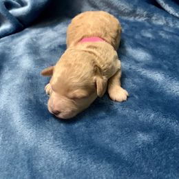 Rowena - Poodle puppy in Billings, Montana from Paws&Ponies