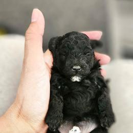 Nyx - Black female Poodle puppy in Coolidge, Arizona from Effervescent-Pooches