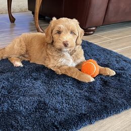 Australian Labradoodle Puppies from Integrity Labradoodles