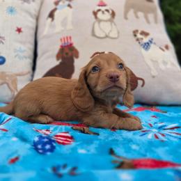 Chocolate based ee red (poss dapple) - Chocolate male Dachshund puppy in West Plains, Missouri from Spring Creek Dachshunds