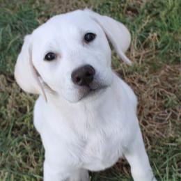 AKC Nevada White Girl - Yellow female Labrador Retriever puppy in Spring Creek, Nevada from Badland Kennel