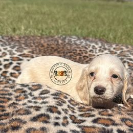Cream Male 5 - Cream male Dachshund puppy in Carthage, Texas from Rafter C Ranch Doxies
