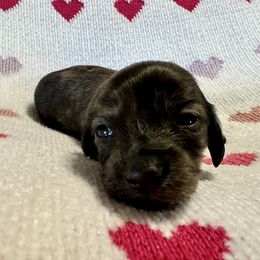 Chasity - Brindle female Dachshund puppy in Griffin, Georgia from Always Trippin' Doxie Life