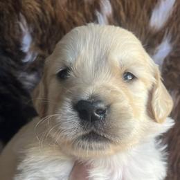 Blue male - Golden male Golden Retriever puppy in Jesup, Georgia from Painted Platinum Retrievers (Painted Platinum Kennel) PPK