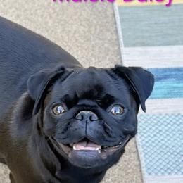 Pugs from Stubbys pugs