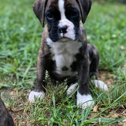 Boxer Puppies from von Ascalon