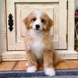Red and White Bicolor - Red male Bernedoodle puppy in Brooksville, Florida from Kruger Doodles