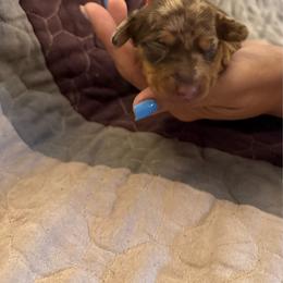 Rizzo - Fawn (Isabella) female Dachshund puppy in Taylor, Michigan from Meg’s Mini Doxies