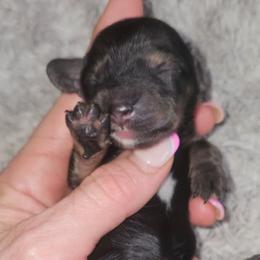 Harlow - Piebald female Dachshund puppy in Austin, Texas from Glorious Minis