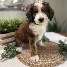 Bernedoodle and Goldendoodle Puppies from Apricot Roots Doodles