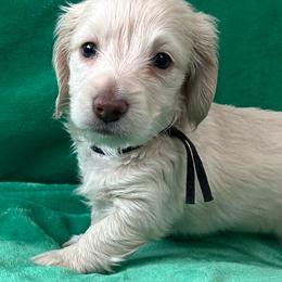 AKC Gatsby - Cream male Dachshund puppy in Memphis, Tennessee from River City Doxies