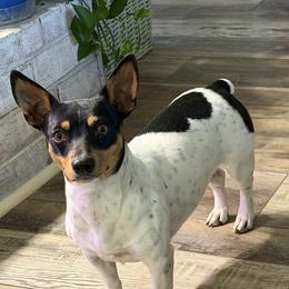 Alani - Teddy Roosevelt Terrier