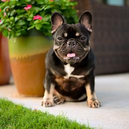 Mika - French Bulldog