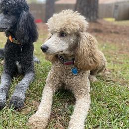 Anja - Poodle