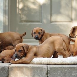 Rhodesian Ridgeback Puppies from Zenkosi Ridgebacks