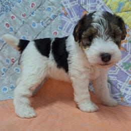 Rosalind - White black and tan female Wire Fox Terrier puppy in Lancaster, Missouri from Missouri Meadows Farm