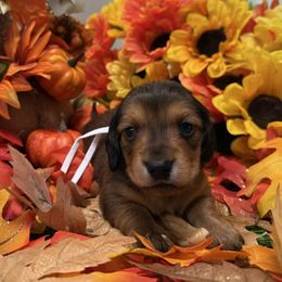 White Collar - Red female Dachshund puppy in Belfair, Washington from Devoted Doxies, Lorraine’s Yorkies