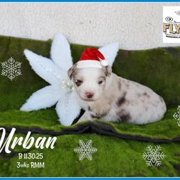 Urban - Red merle male Miniature Australian Shepherd puppy in Madisonville, Texas from Flying LL Aussies
