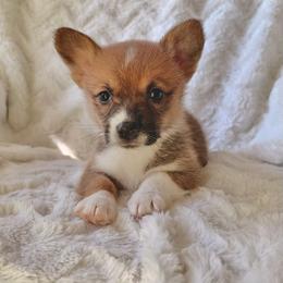 Pumpkin - Red male Pembroke Welsh Corgi puppy in Northwood, Iowa from Sorrel Sands Corgis
