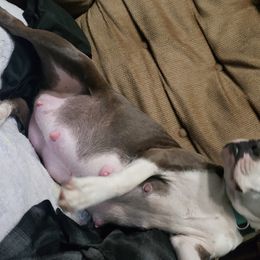 Sunshine - Boston Terrier