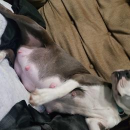 Sunshine - Boston Terrier