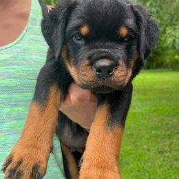 Mackenzie- gray - Black and mahogany male Rottweiler puppy in Wabash, Indiana from Broken Roots Rottweilers