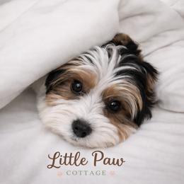 Biewer Terrier and Yorkshire Terrier Puppies from Little Paw Cottage