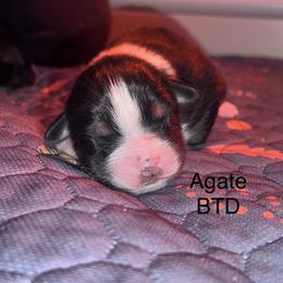 Agate - Black tri-color male Australian Shepherd puppy in Augusta, Georgia from Incendia Aussies & Dobies