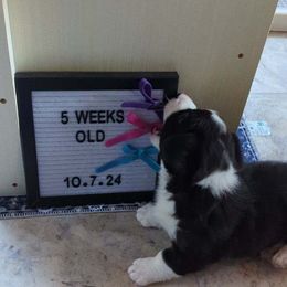 Cardigan Welsh Corgi Puppies from Smoky Tails Corgis