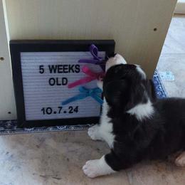 Cardigan Welsh Corgi Puppies from Smoky Tails Corgis