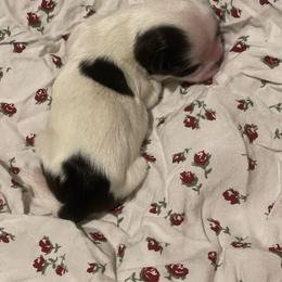 Bernadette aka birdy - Black and white female Shih Tzu puppy in Tenmile, Oregon from Polly Pockets Imperial Shih Tzu’s