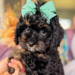 Zara Mars - Black and tan female Cavapoo puppy in Tucson, Arizona from Unicorn Tears and Cavaliers
